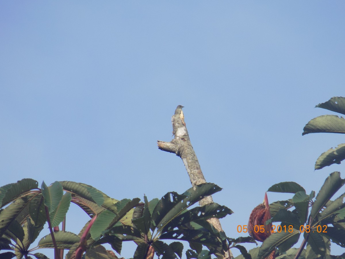Smoke-colored Pewee - ML99031691