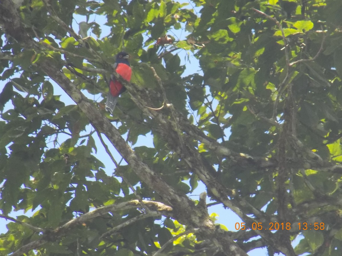 Blue-crowned Trogon - ML99031751