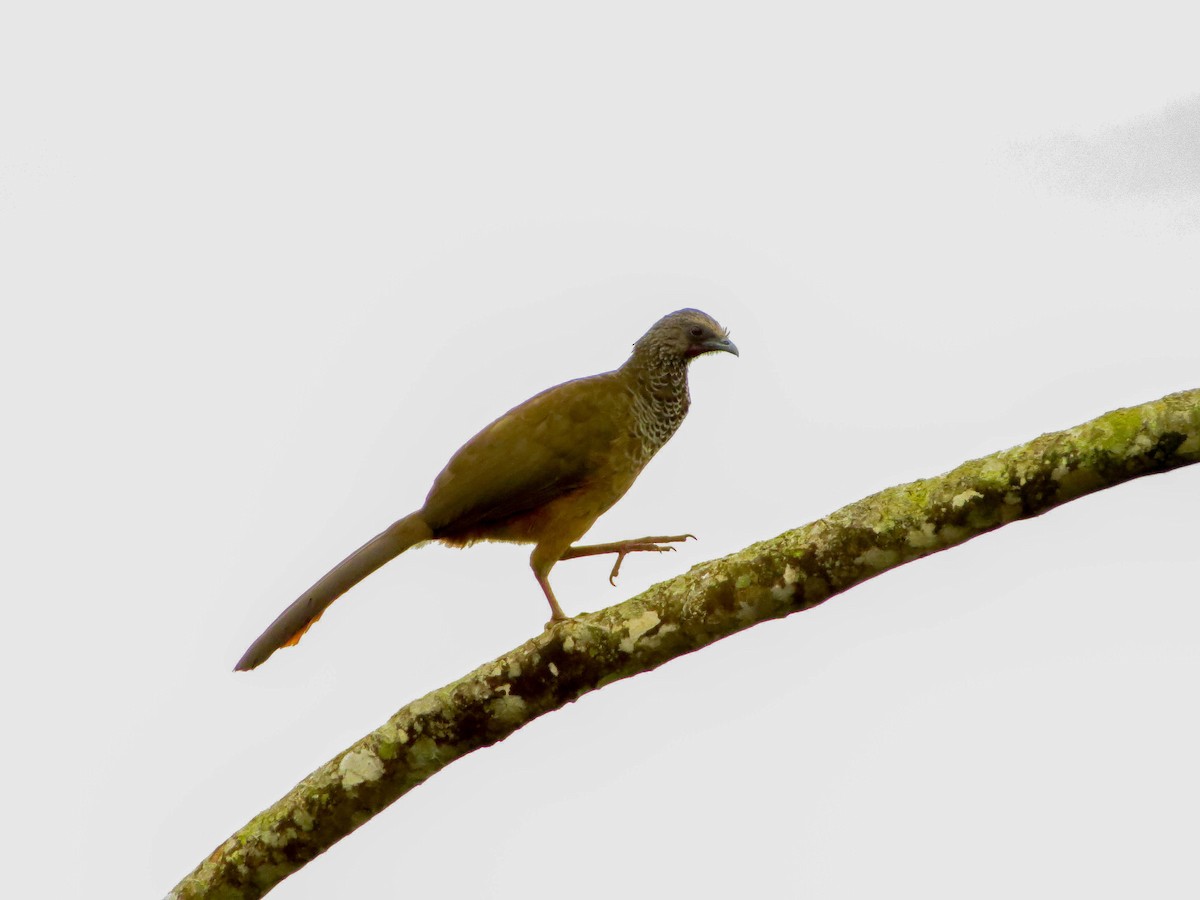 Colombian Chachalaca - ML99033061