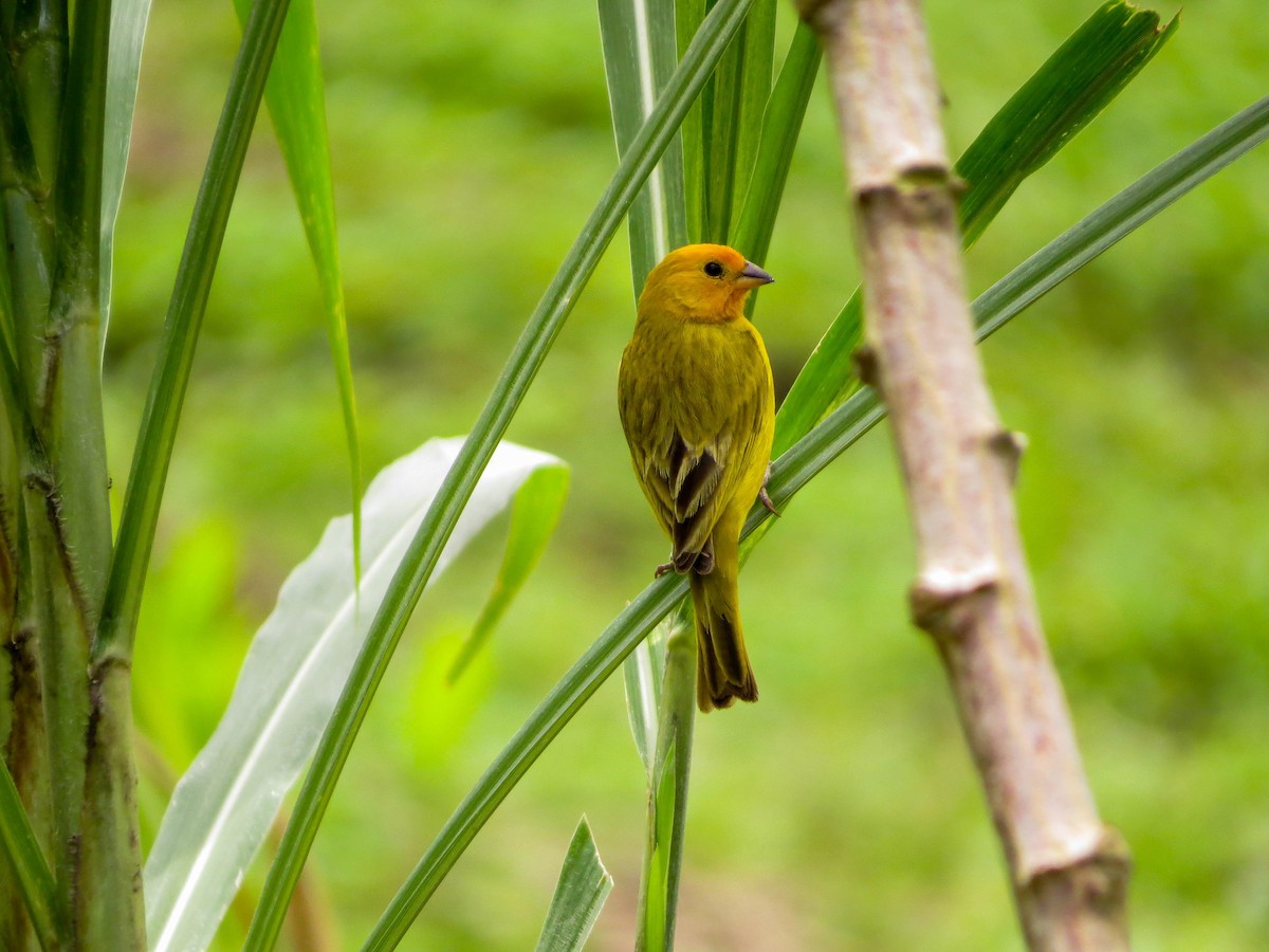 Saffron Finch - ML99033341