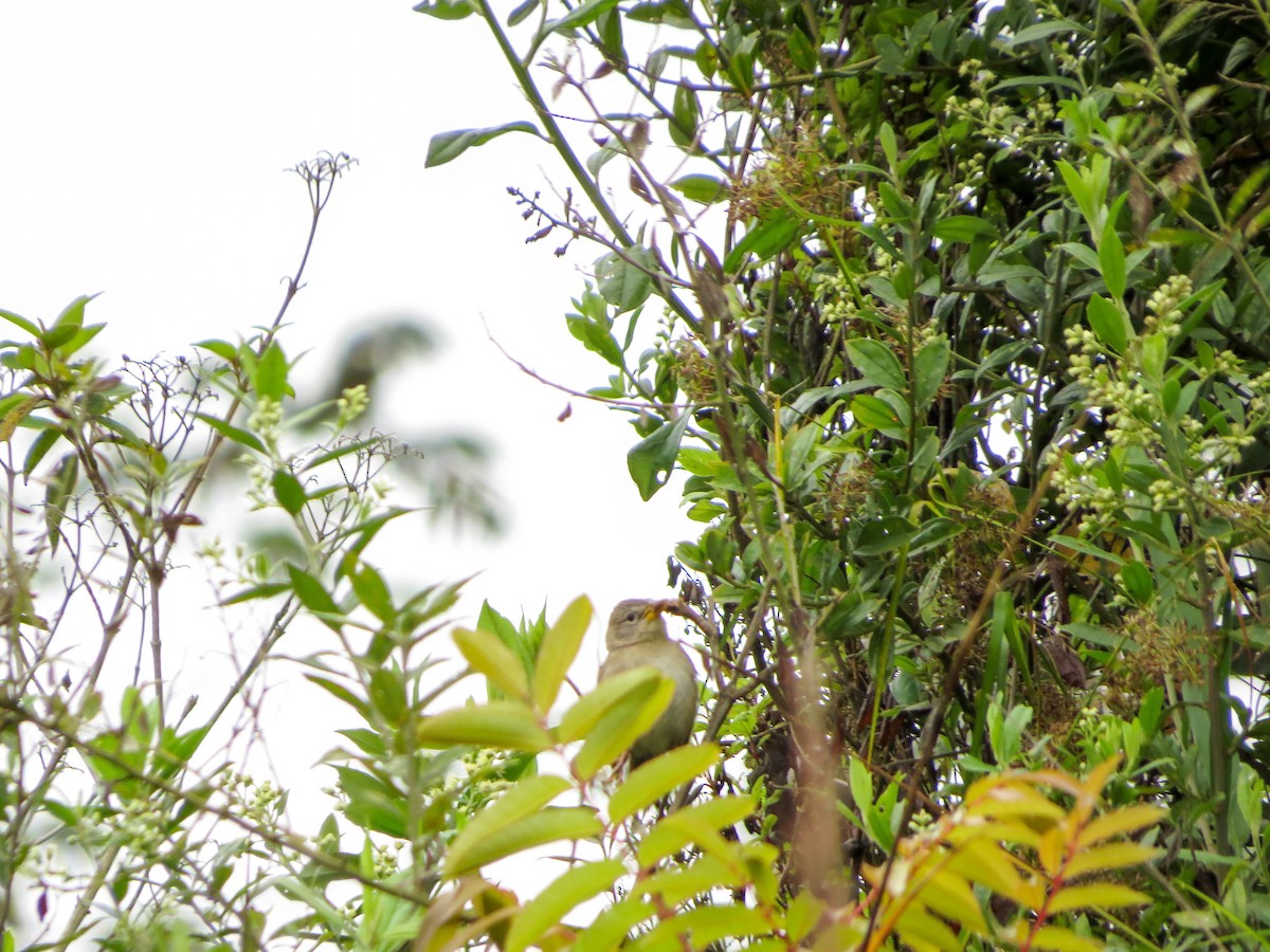 Wedge-tailed Grass-Finch - ML99033401