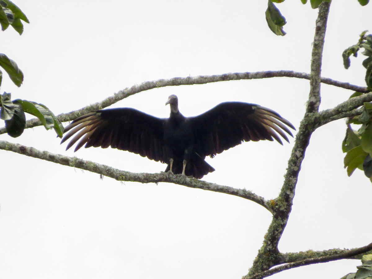 Black Vulture - ML99033471
