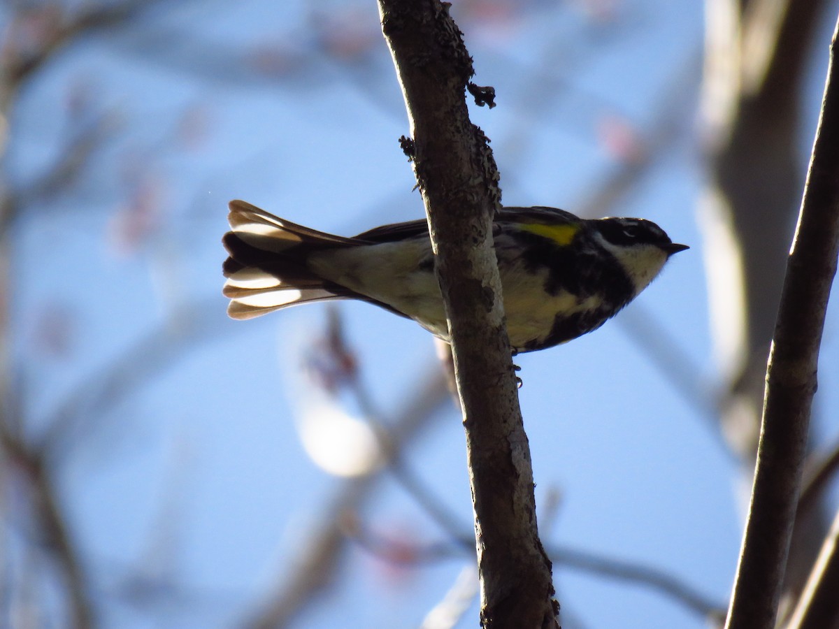 Yellow-rumped Warbler - ML99033971