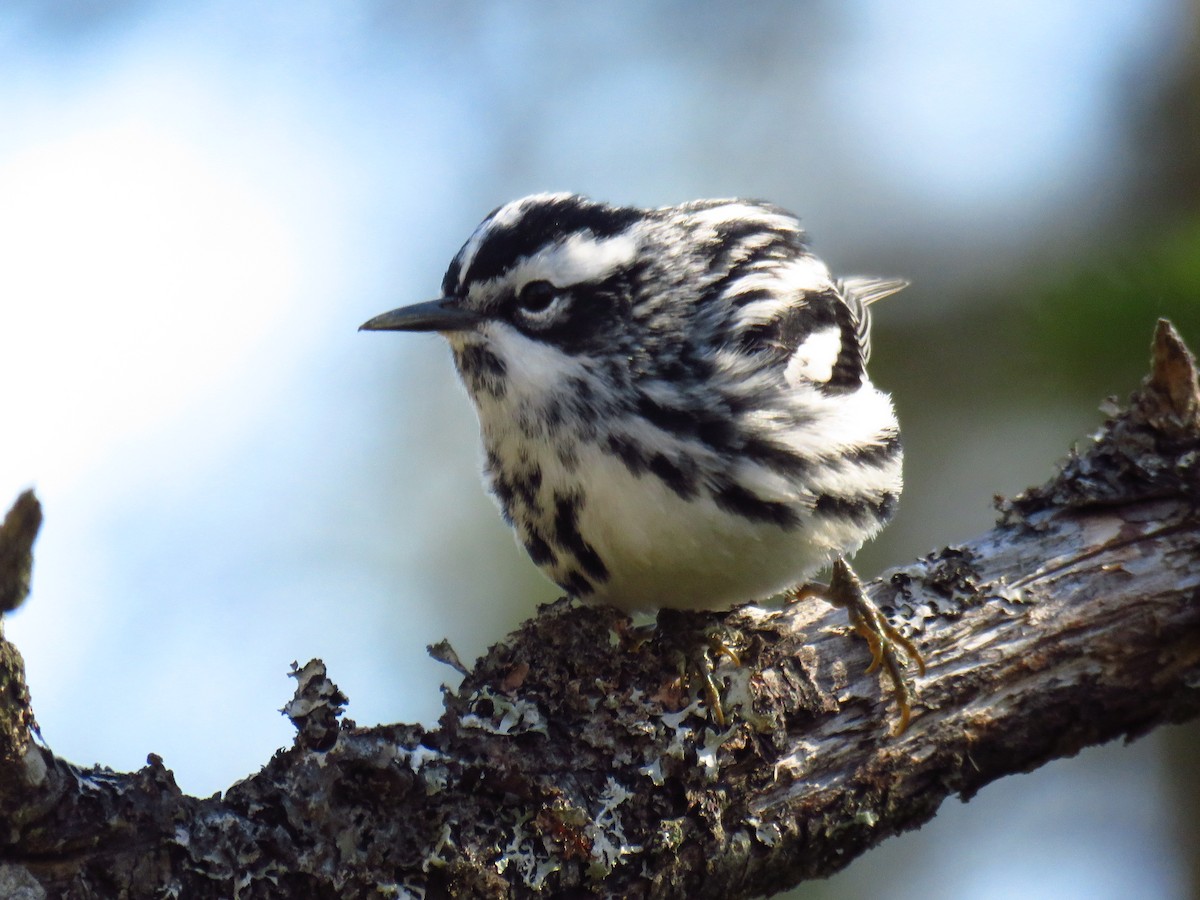 Black-and-white Warbler - ML99034041