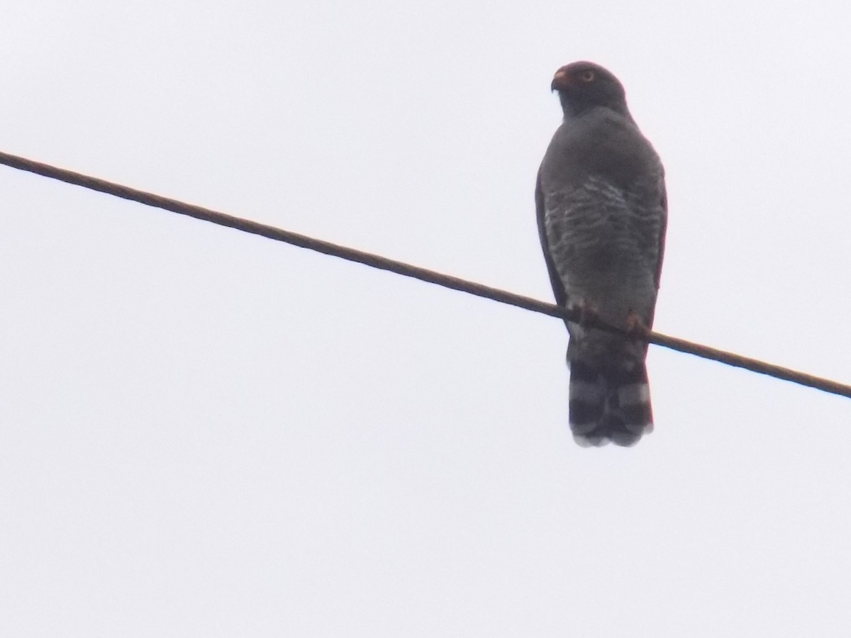 Roadside Hawk - ML99034111