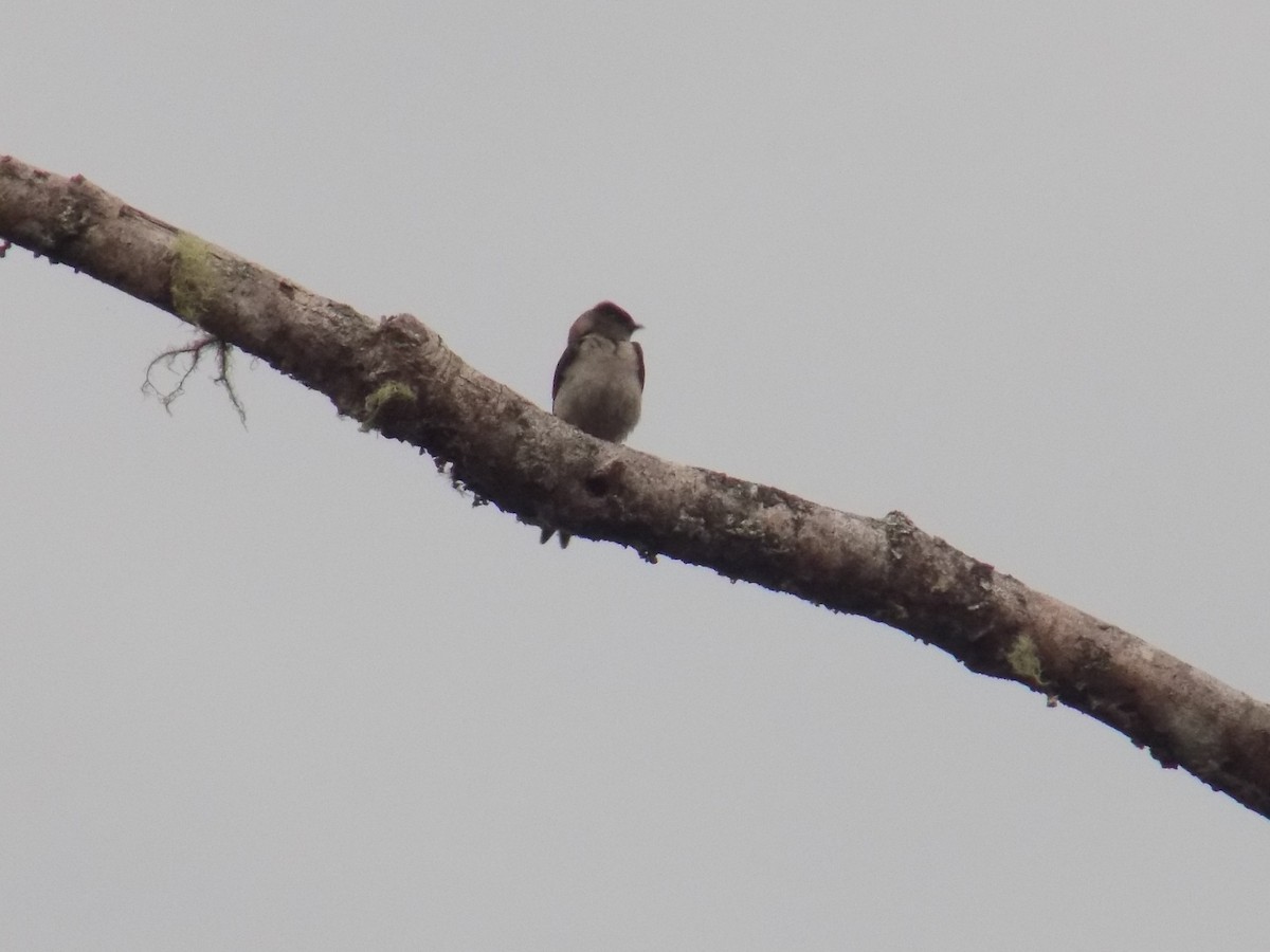 Southern Rough-winged Swallow - ML99034241
