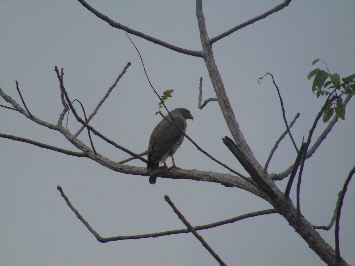 Roadside Hawk - ML99034791