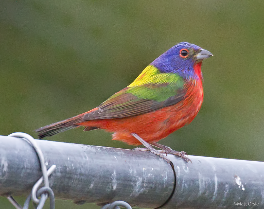 Painted Bunting - ML99036521