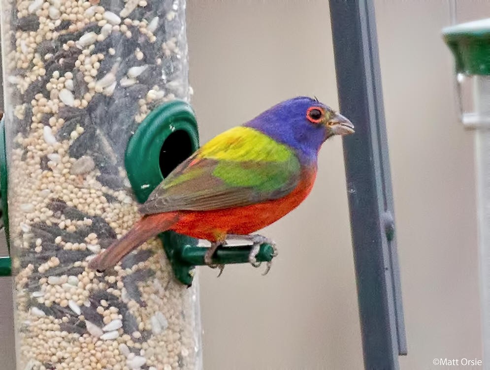 Painted Bunting - ML99036591