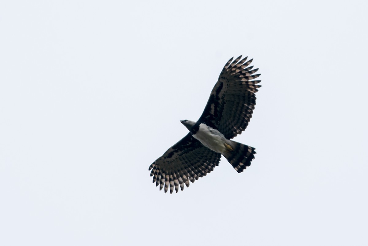 Harpy Eagle - ML99037411