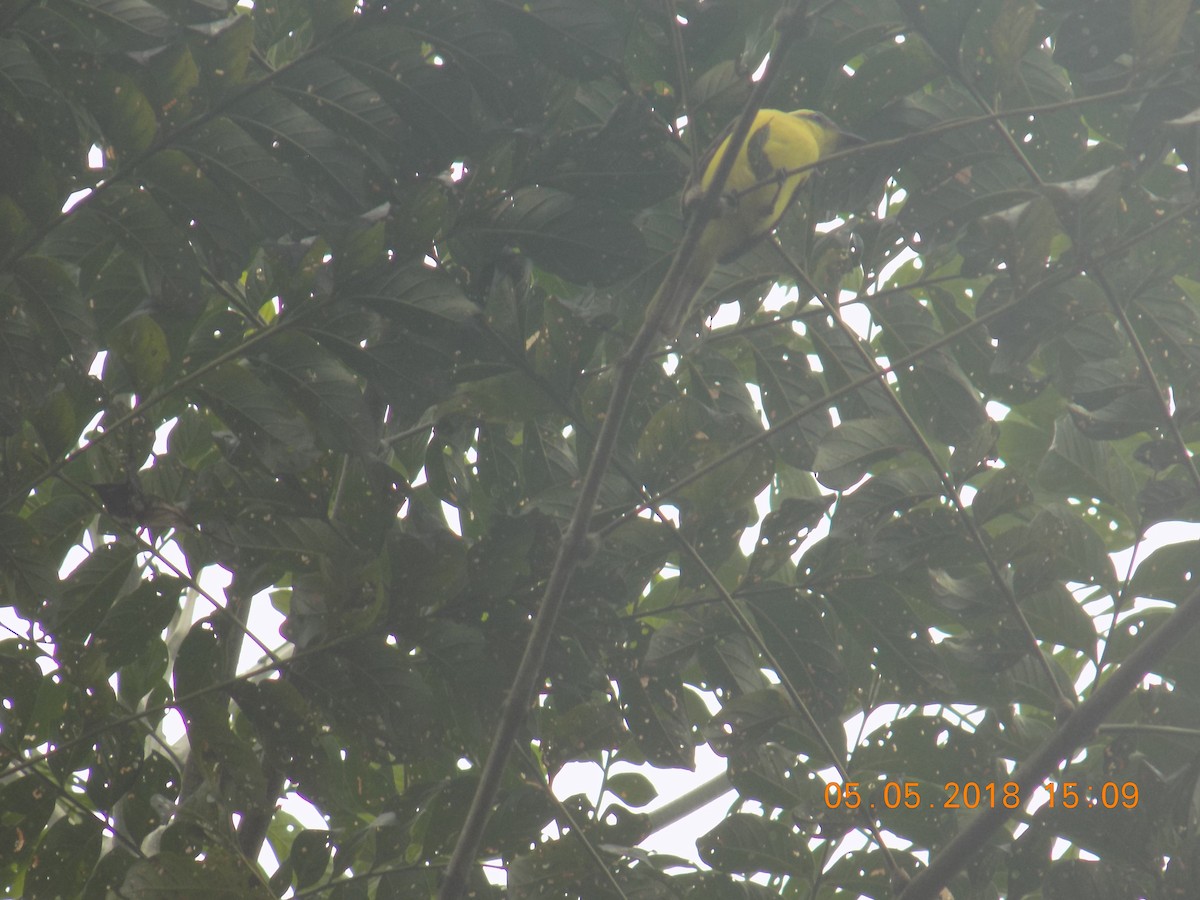 Lemon-browed Flycatcher - Cabildo Rikcharikuna