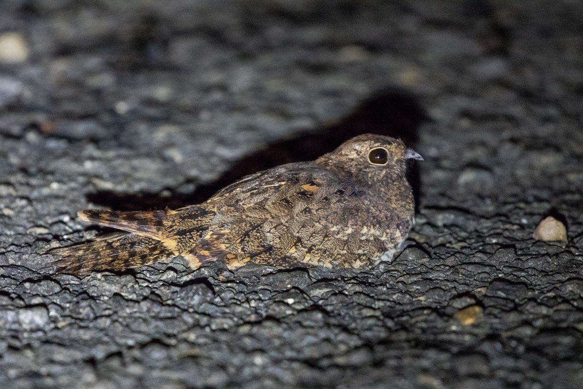 Pennant-winged Nightjar - ML99038631