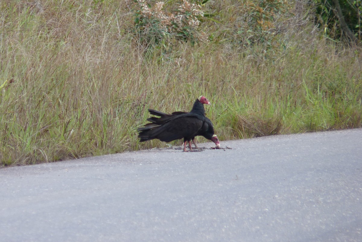 Urubu à tête rouge - ML99038901