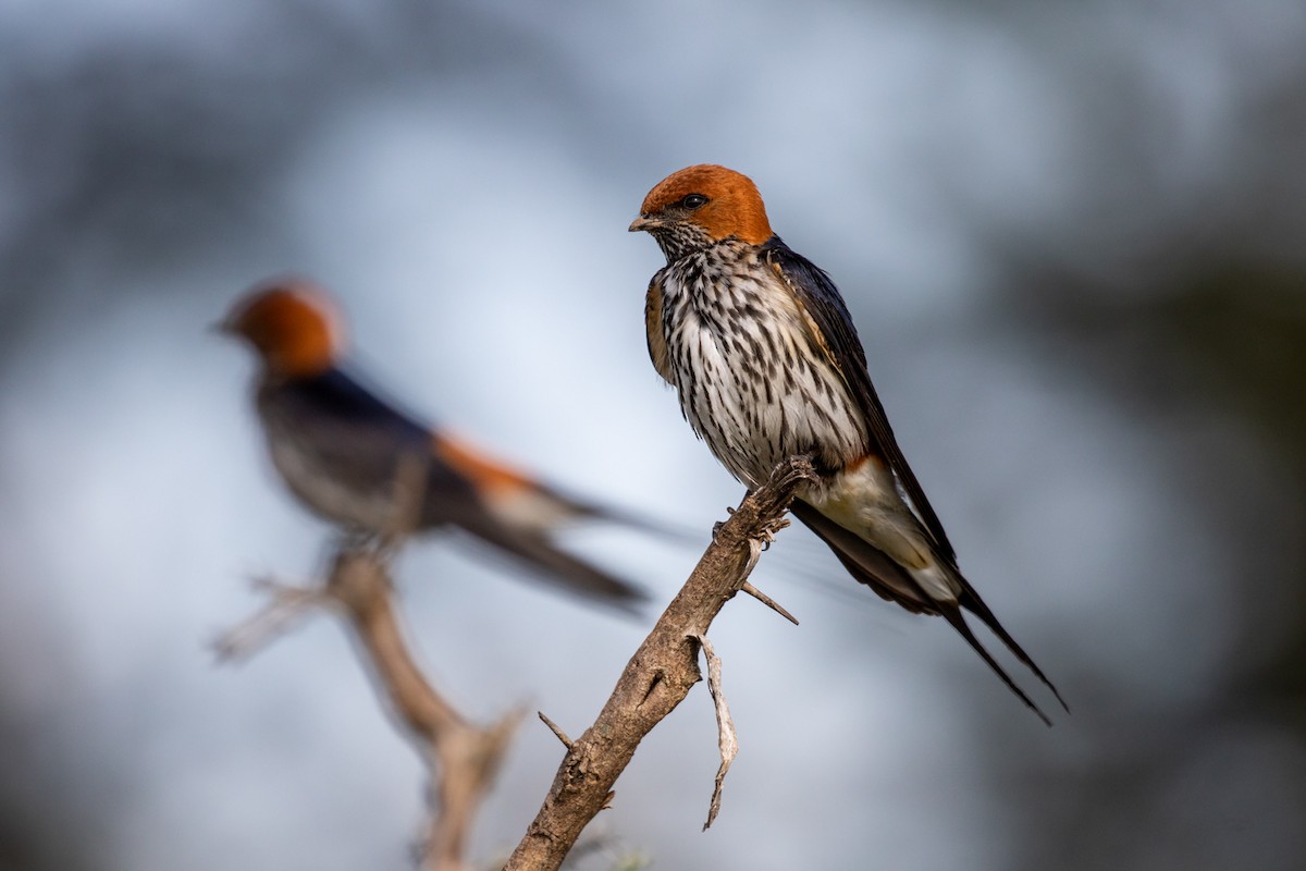 Golondrina Abisinia - ML99039191