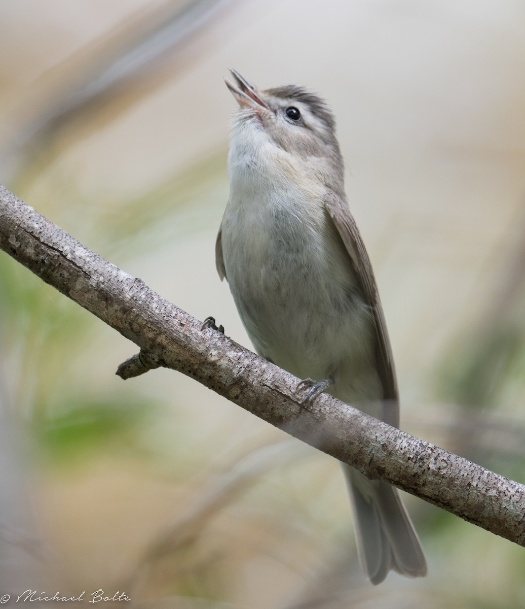 Warbling Vireo - Michael Bolte