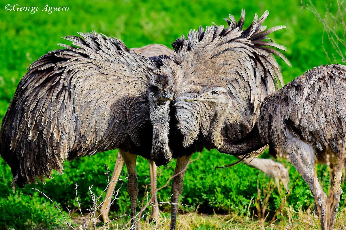 Greater Rhea - ML99040121