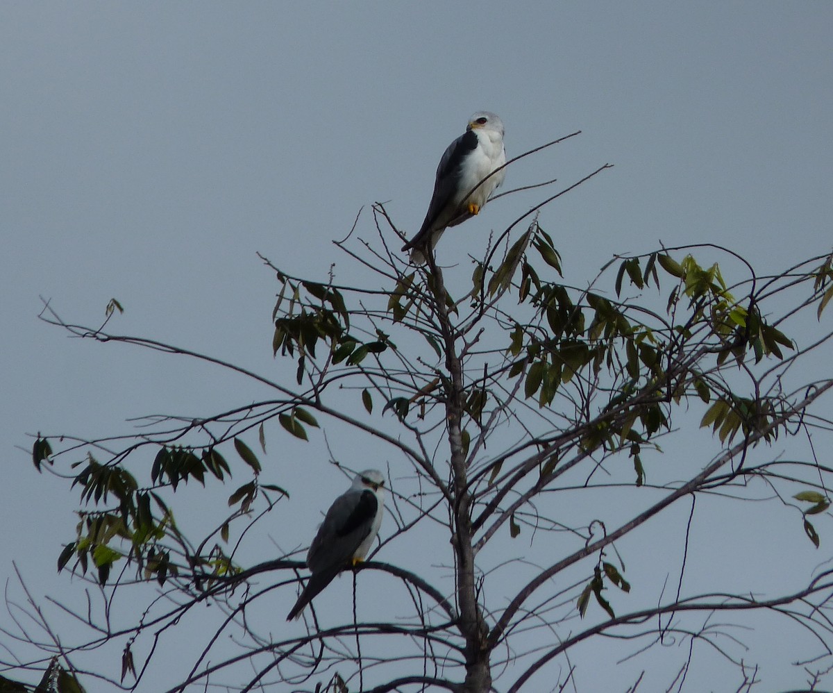 White-tailed Kite - ML99040351