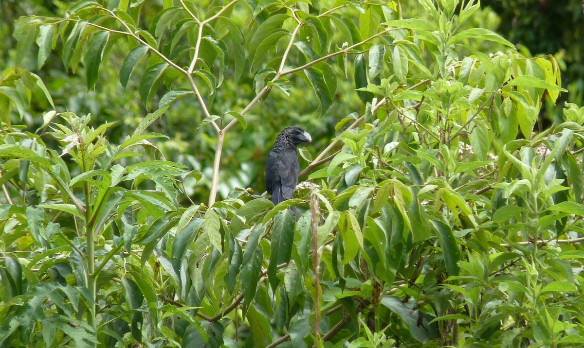 Smooth-billed Ani - Cesar Cortez Rojas