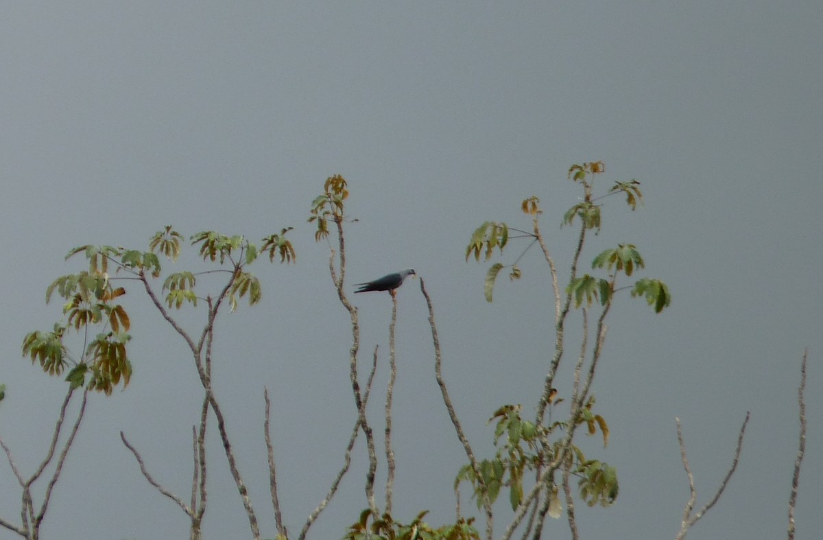 Plumbeous Kite - Cesar Cortez Rojas