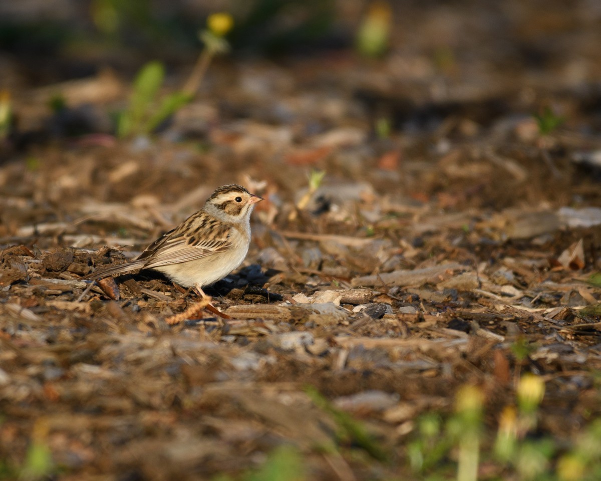 Clay-colored Sparrow - Shayna Marchese