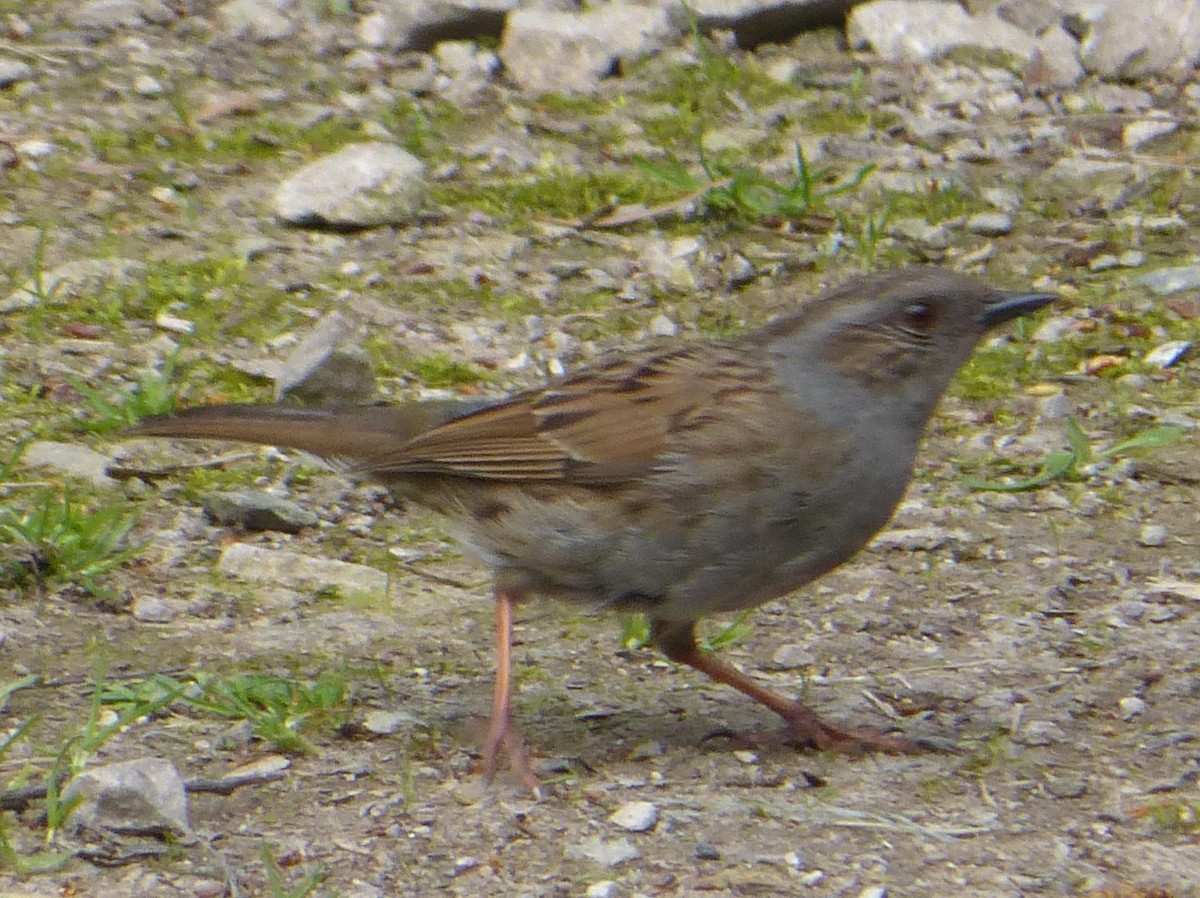 Dunnock - ML99044151