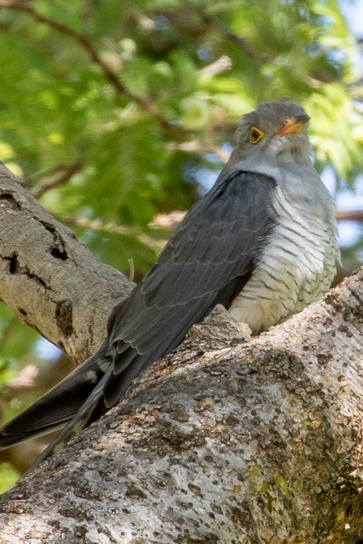 African Cuckoo - ML99044951