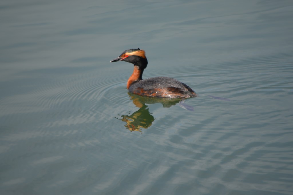 Horned Grebe - ML99046071