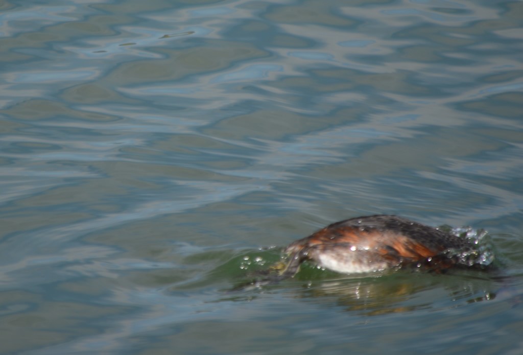 Horned Grebe - John Parker