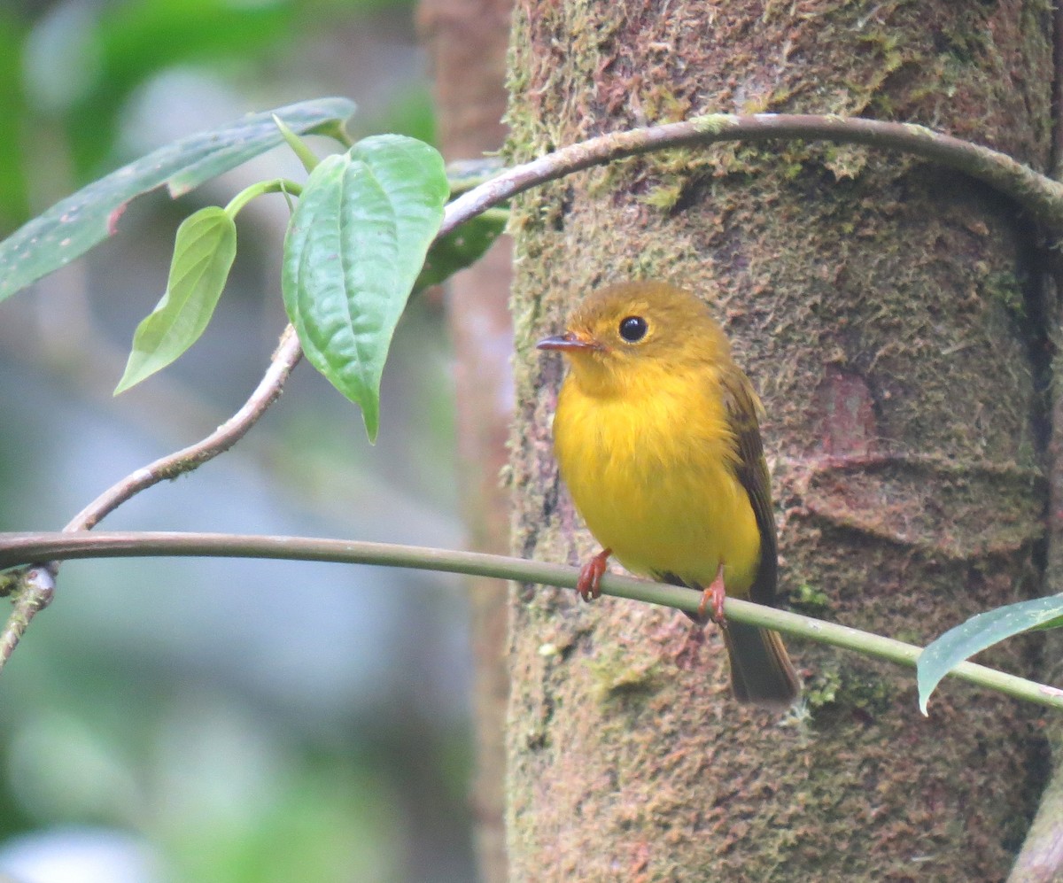 Citrine Canary-Flycatcher - ML99046361