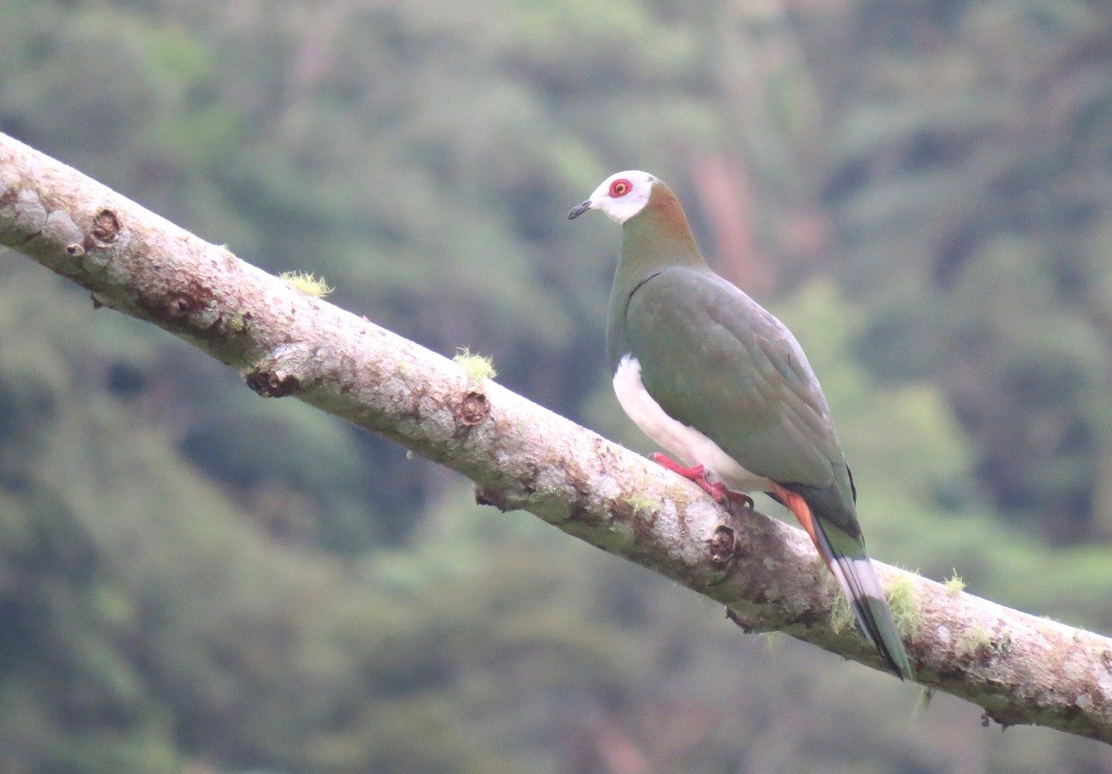 White-bellied Imperial-Pigeon - Mark Smiles