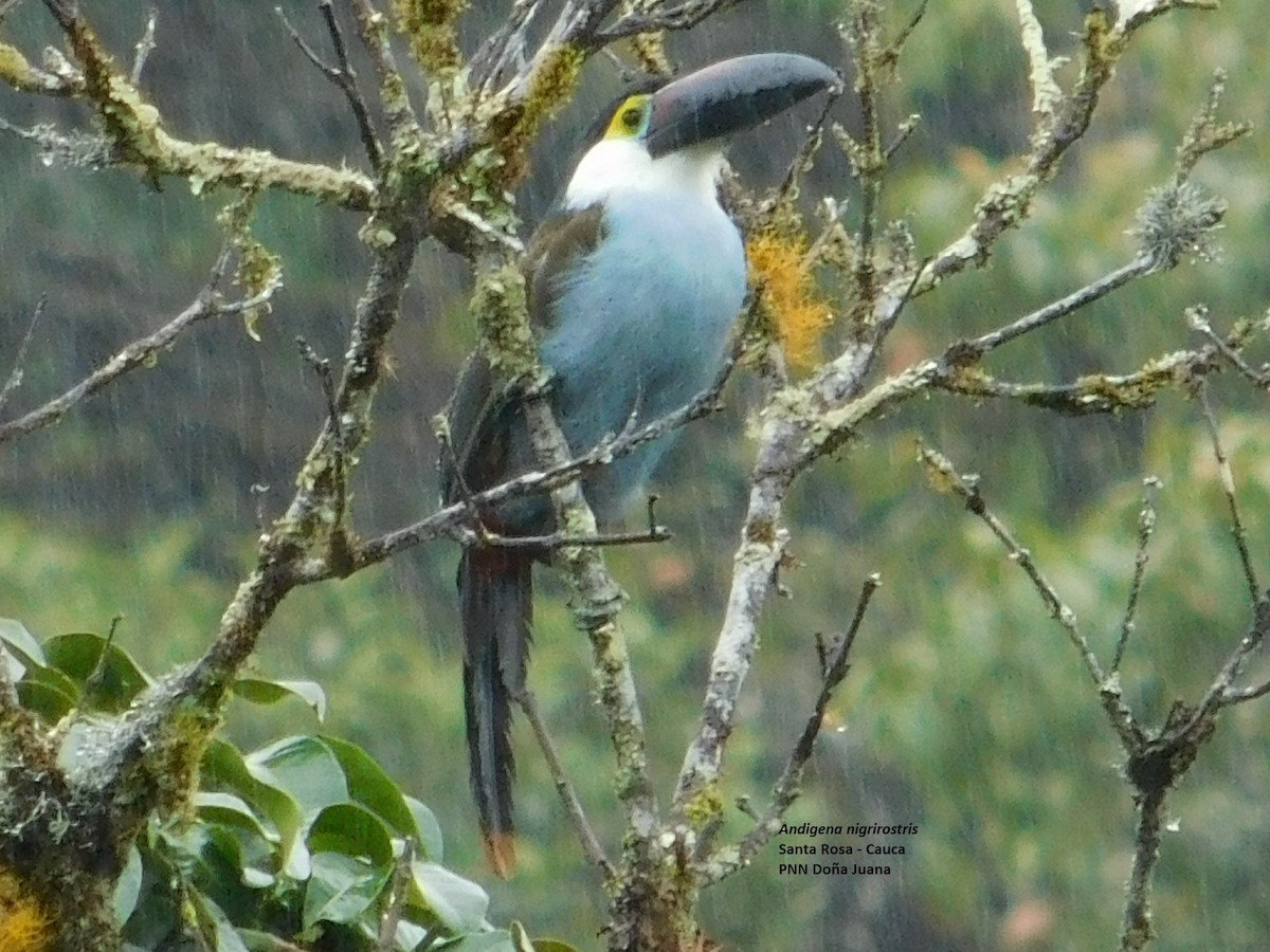 Black-billed Mountain-Toucan - ML99047891