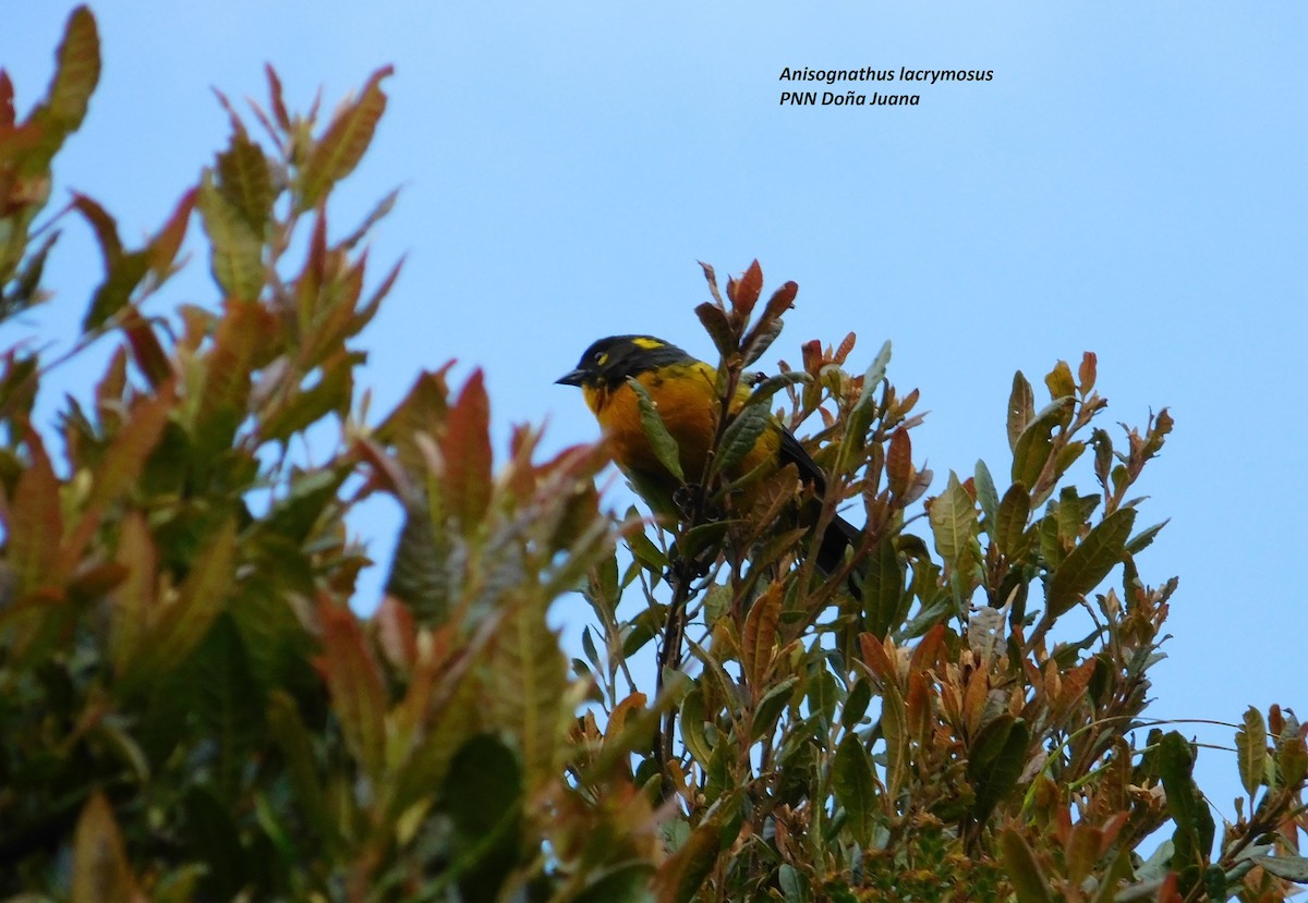 Lacrimose Mountain Tanager - ML99048191