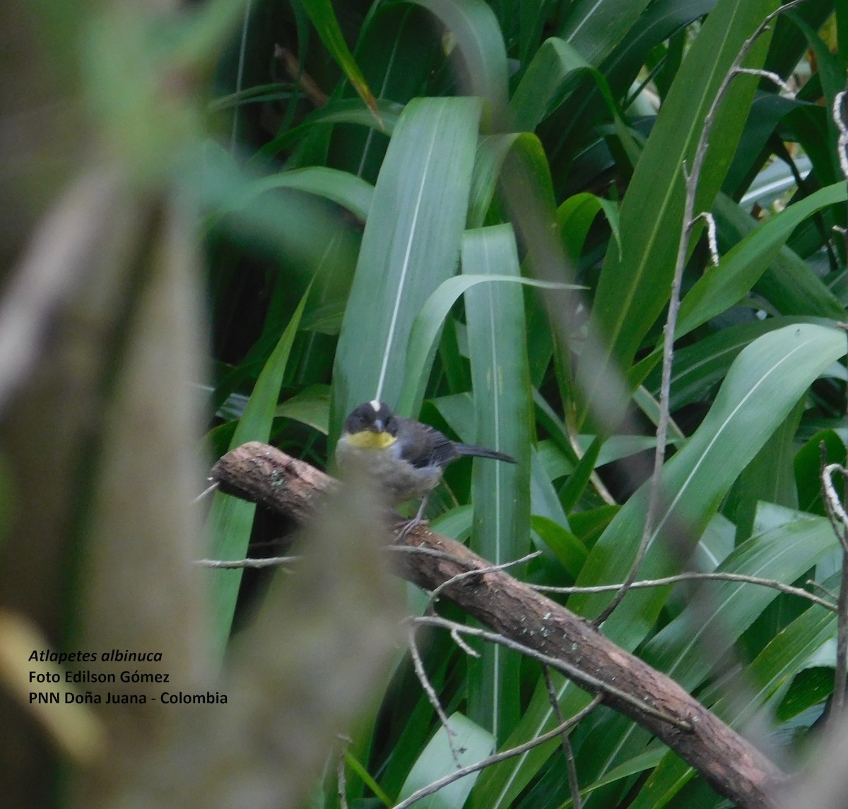 White-naped Brushfinch - ML99048491