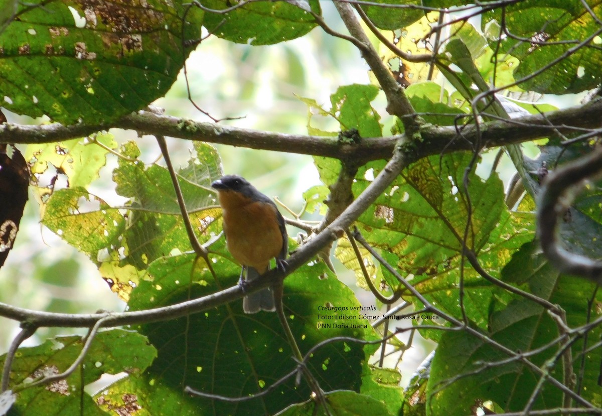 Rufous-crested Tanager - ML99049541