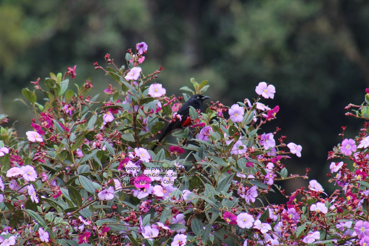 Red-bellied Grackle - ML99049781