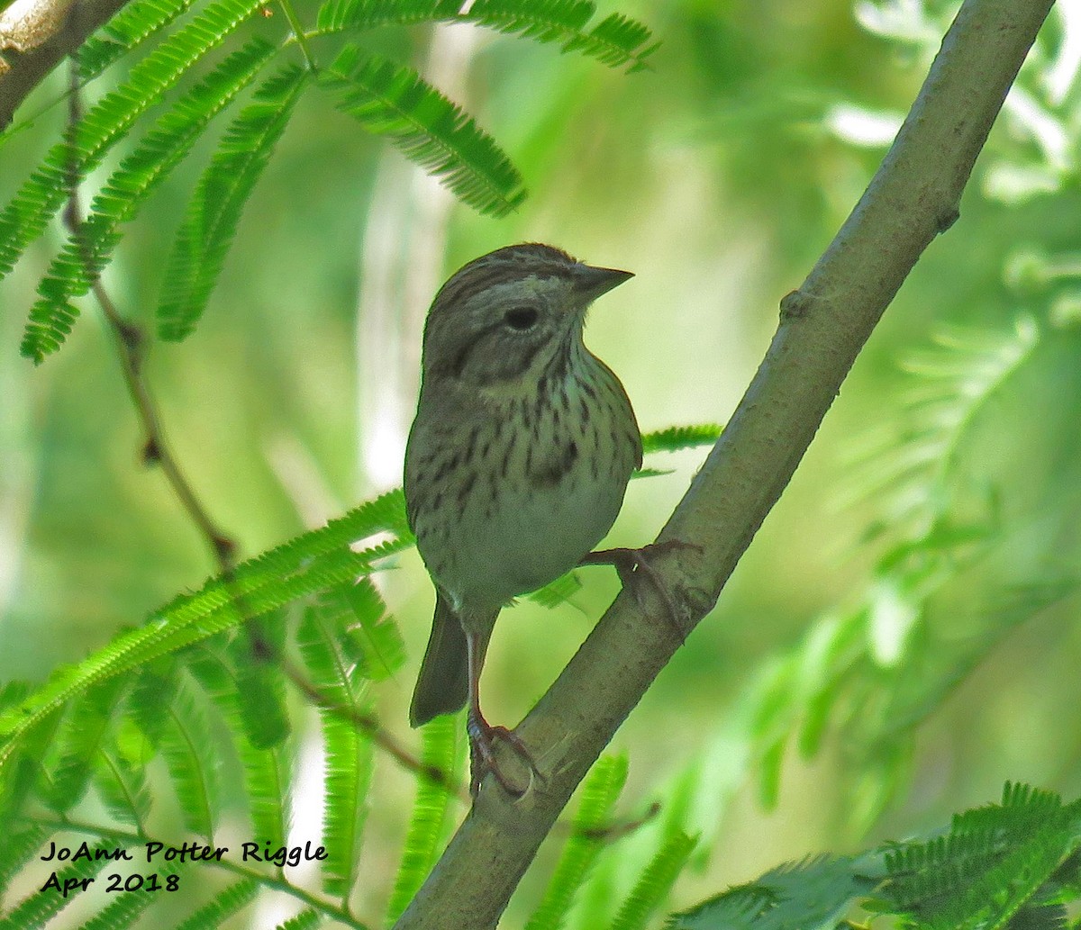 Lincoln's Sparrow - JoAnn Potter Riggle 🦤