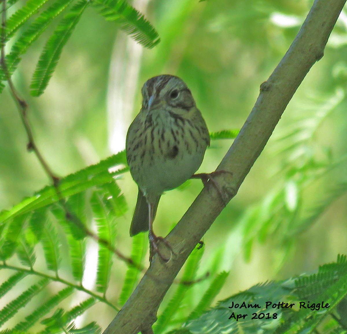 Lincoln's Sparrow - JoAnn Potter Riggle 🦤