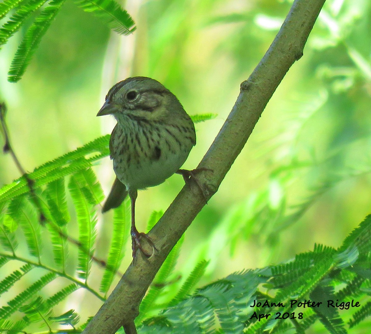 Lincoln's Sparrow - JoAnn Potter Riggle 🦤