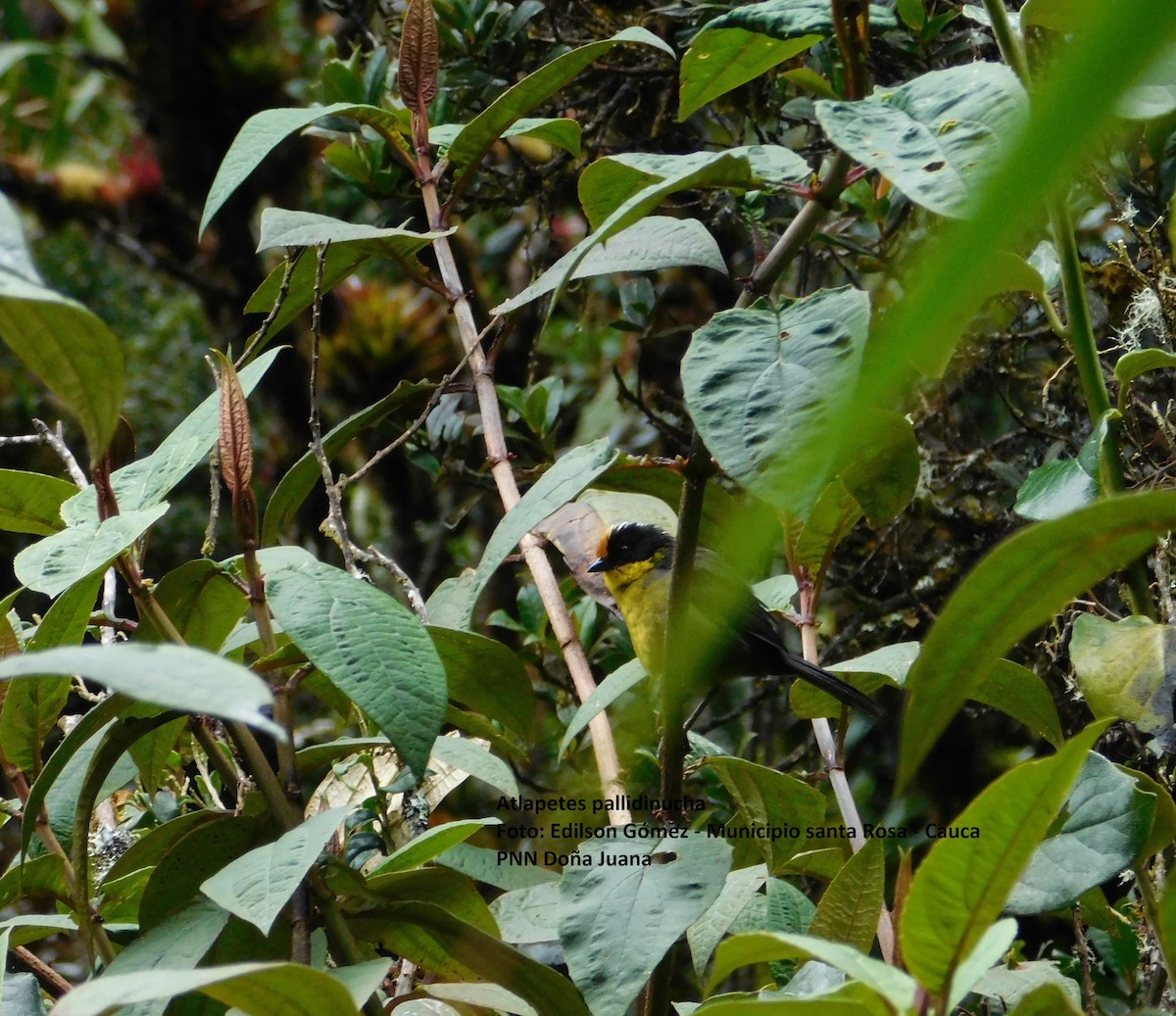 Pale-naped Brushfinch - ML99051671