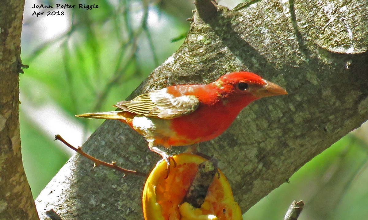 Summer Tanager - JoAnn Potter Riggle 🦤