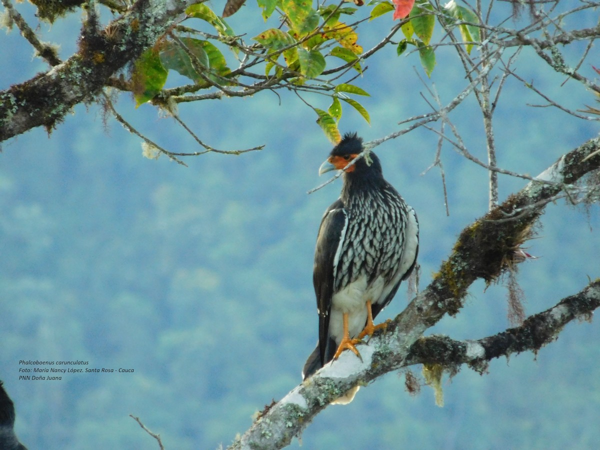 Carunculated Caracara - ML99052001