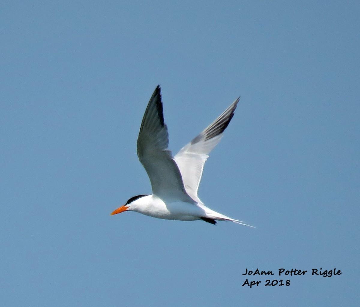Royal Tern - JoAnn Potter Riggle 🦤