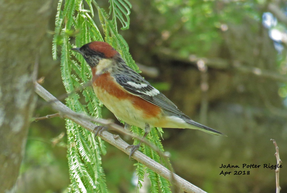 Bay-breasted Warbler - JoAnn Potter Riggle 🦤