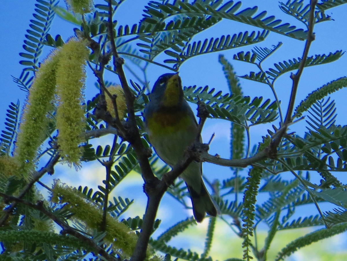 Northern Parula - ML99052951