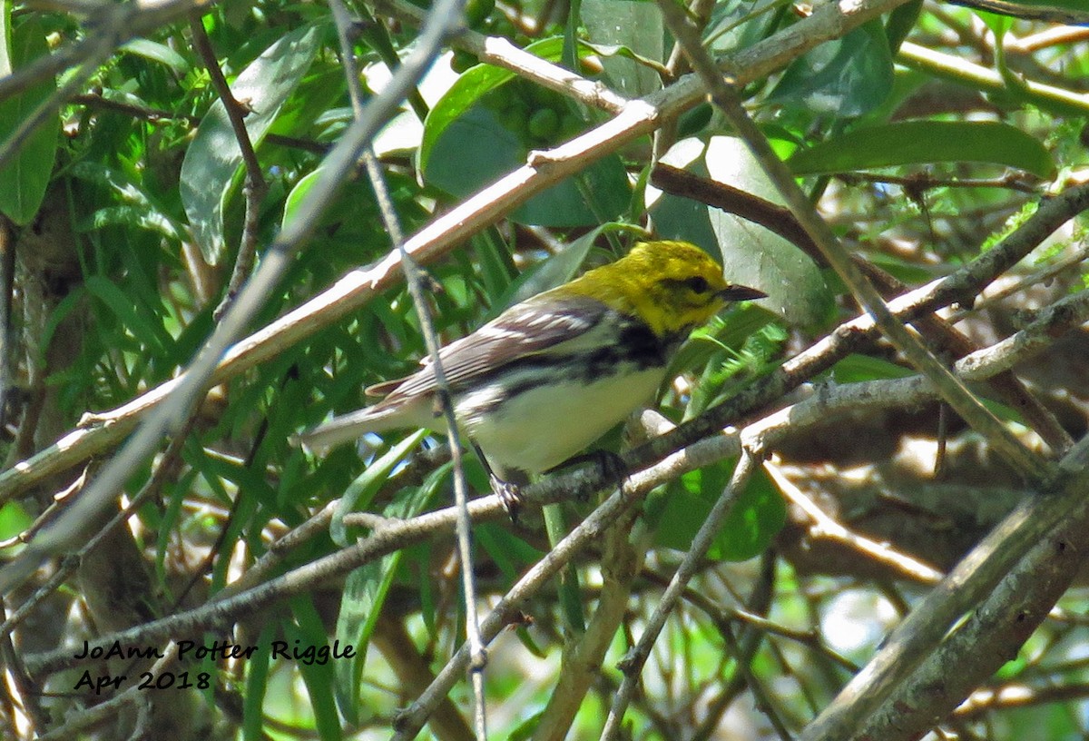 Black-throated Green Warbler - ML99052961