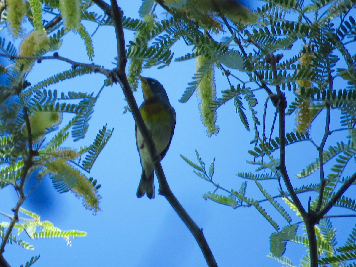 Northern Parula - ML99052971