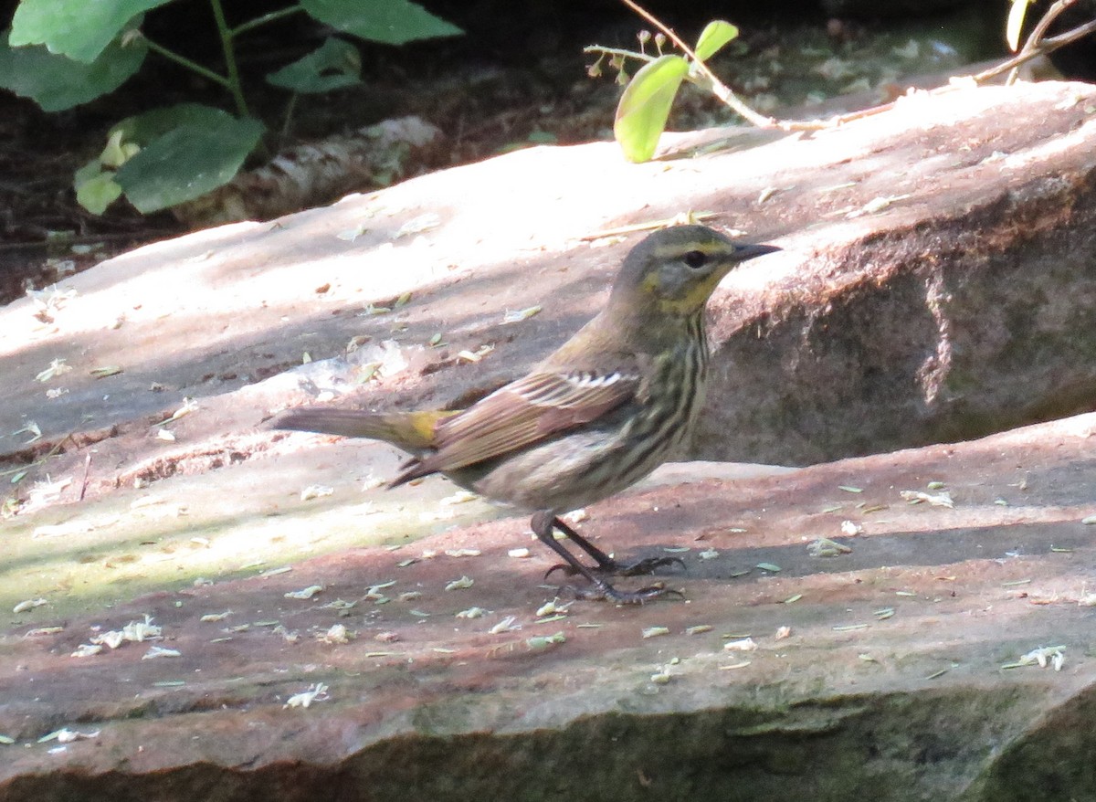 Cape May Warbler - ML99053091