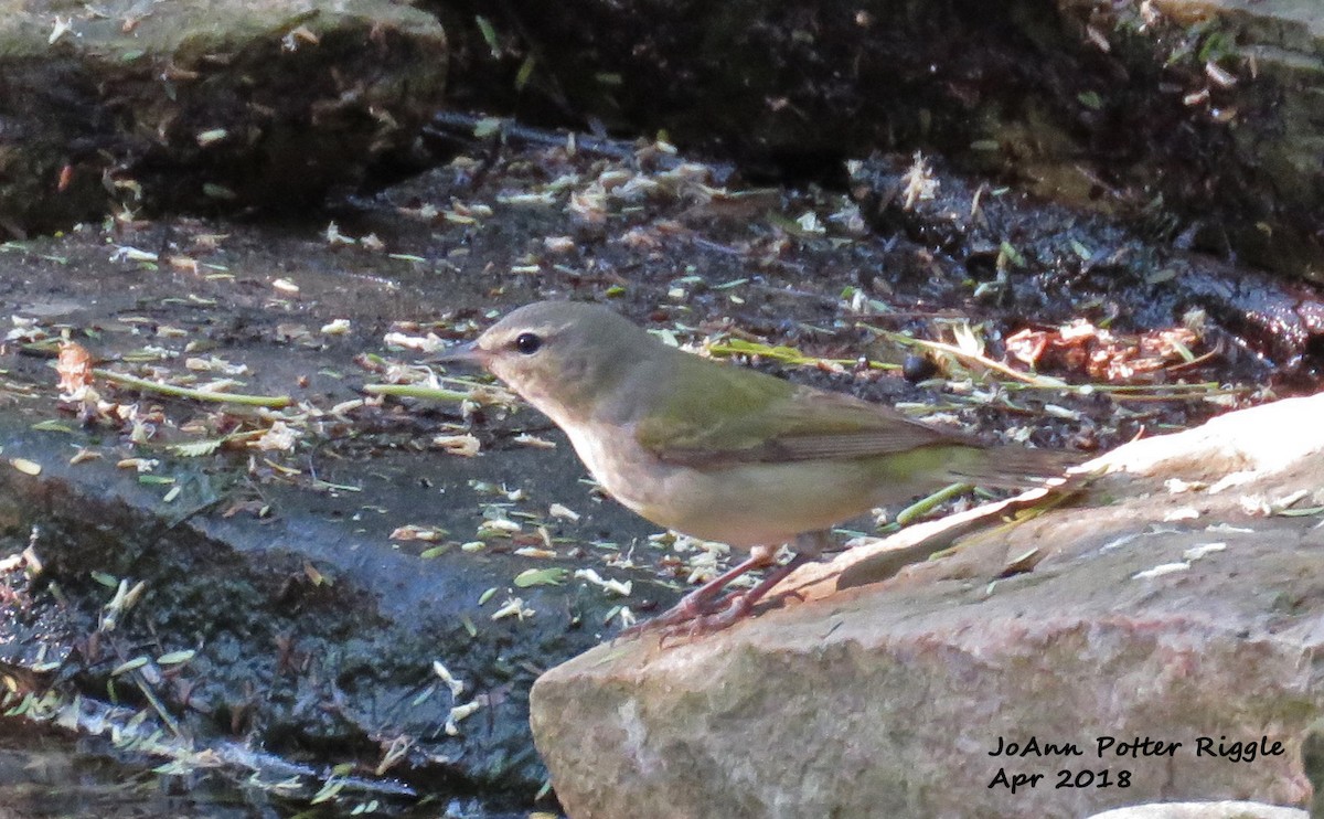 Tennessee Warbler - JoAnn Potter Riggle 🦤