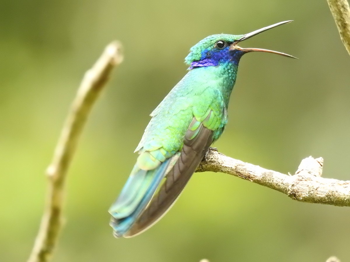 kolibřík modrolící - ML99053711