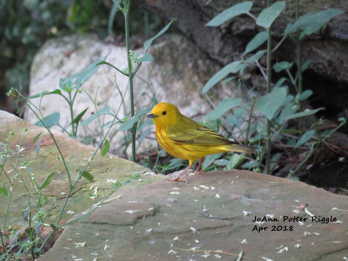 Yellow Warbler - JoAnn Potter Riggle 🦤